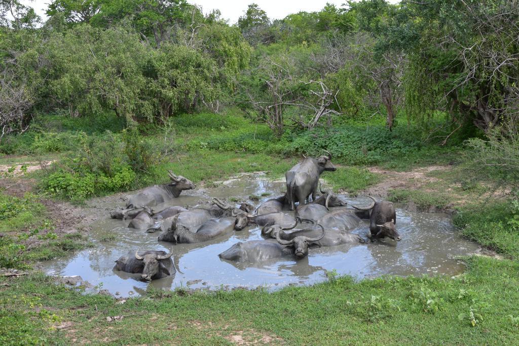 K Holiday Tissamaharama Luaran gambar